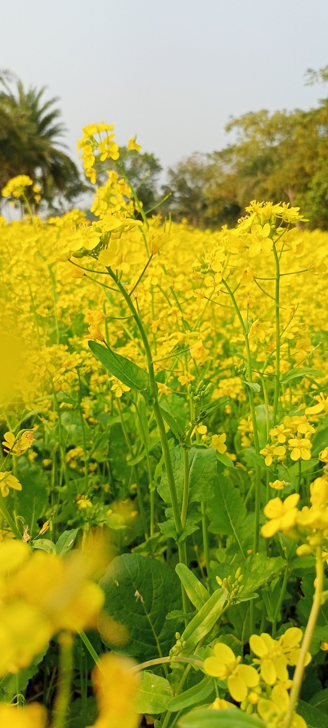 原野油菜花海风景图片