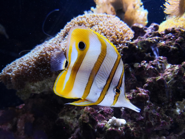 水族馆观赏鱼图片