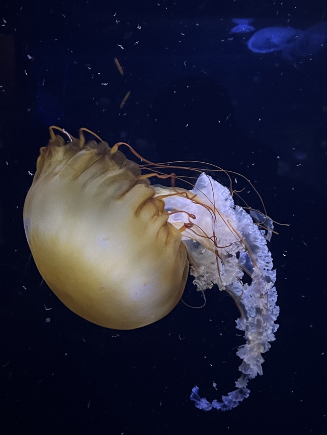 水族馆金色水母图片