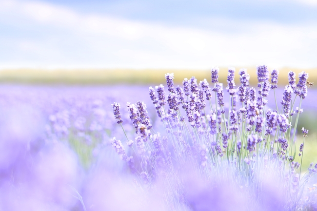 小清新治愈系薰衣草摄影图片