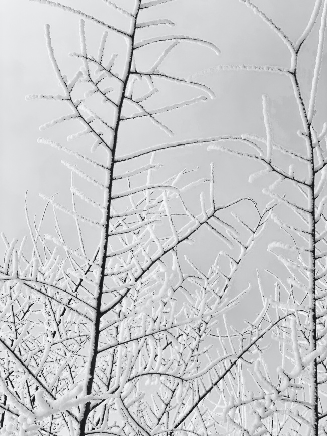 被积雪覆盖的干枝图片