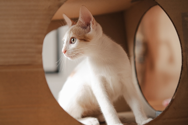 白色东奇尼猫摄影图片