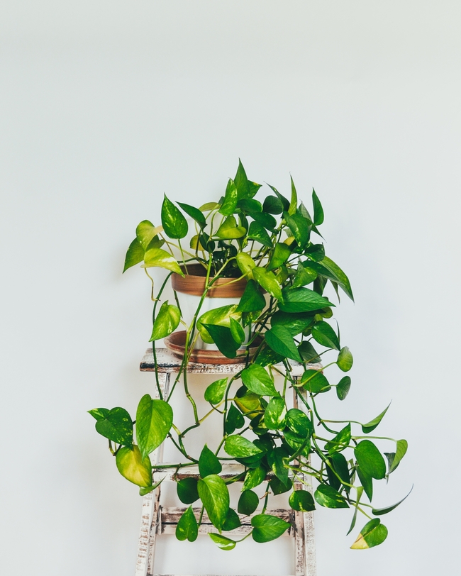 绿萝盆栽植物摄影图片