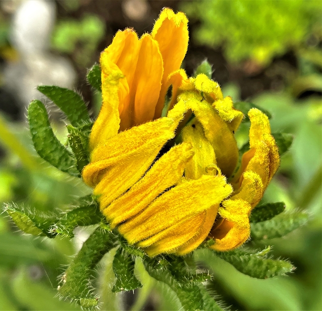 向日葵花苞含苞待放图片