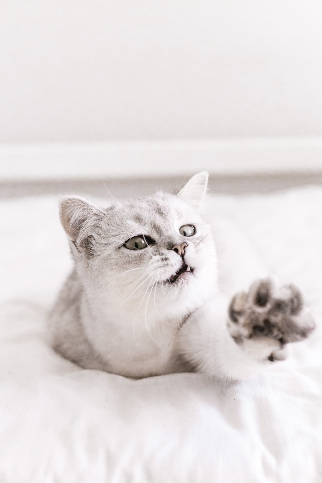 可爱小猫咪黑白摄影图片