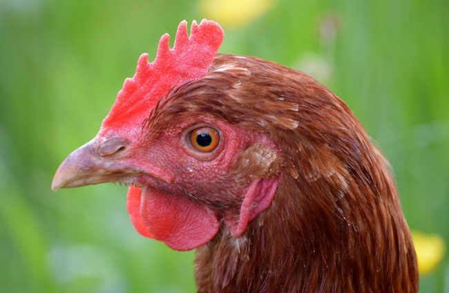 家养公鸡鸡冠特写摄影图片