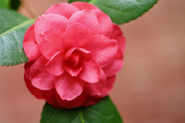 观赏灌木山茶花图片