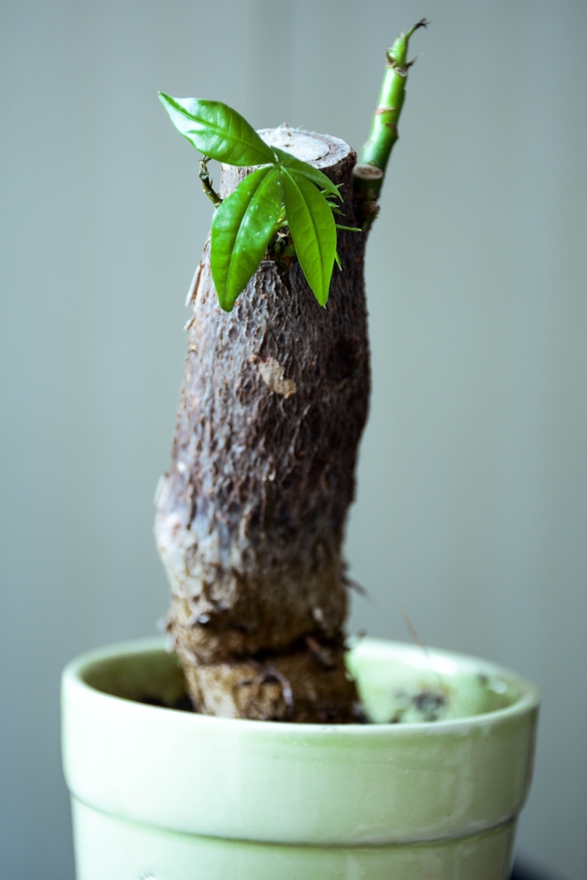 萌芽的植物盆栽摄影图片