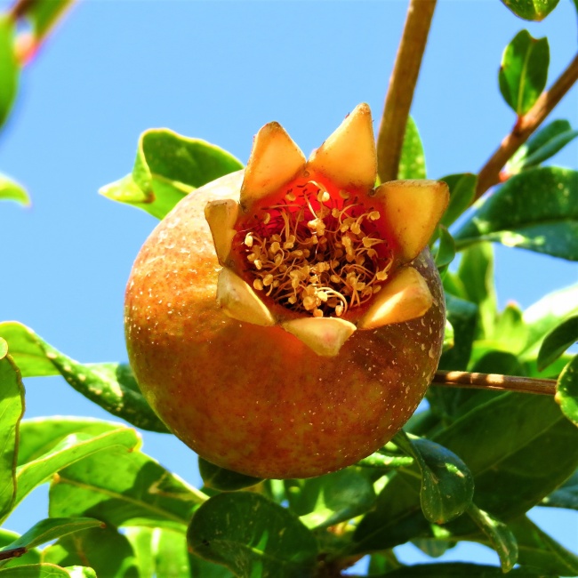 高清石榴花图片下载