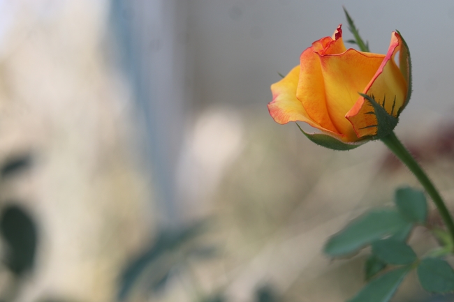 唯美淡雅黄色渐变玫瑰花枝摄影图片