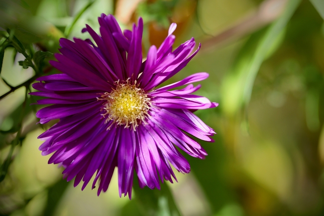 新英格兰翠菊图片