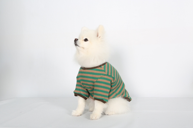 白色博美犬可爱图片
