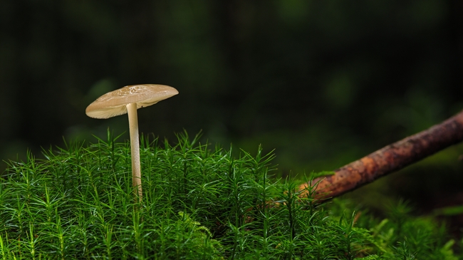 绿色草地野生硬柄小皮伞蘑菇图片