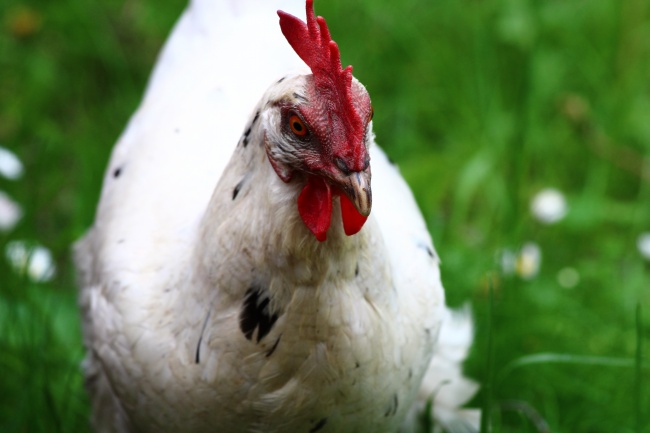 白色大母鸡图片
