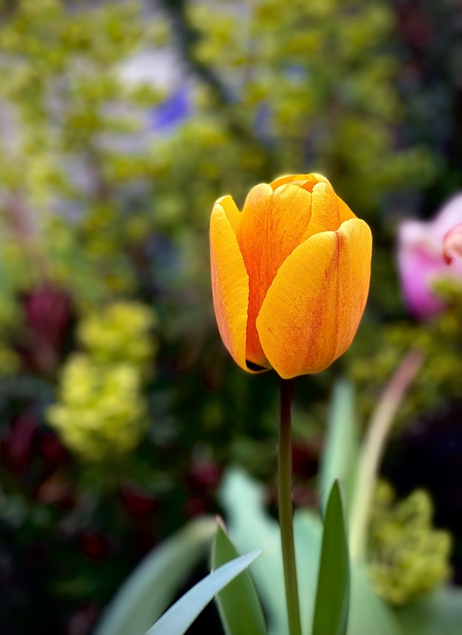 一朵娇艳橙色郁金香绽放摄影图片