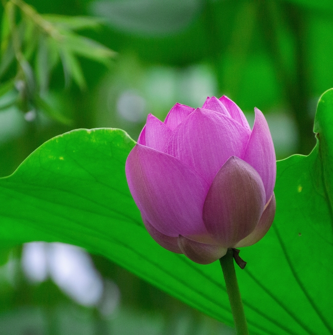 微微绽放的夏日莲花图片