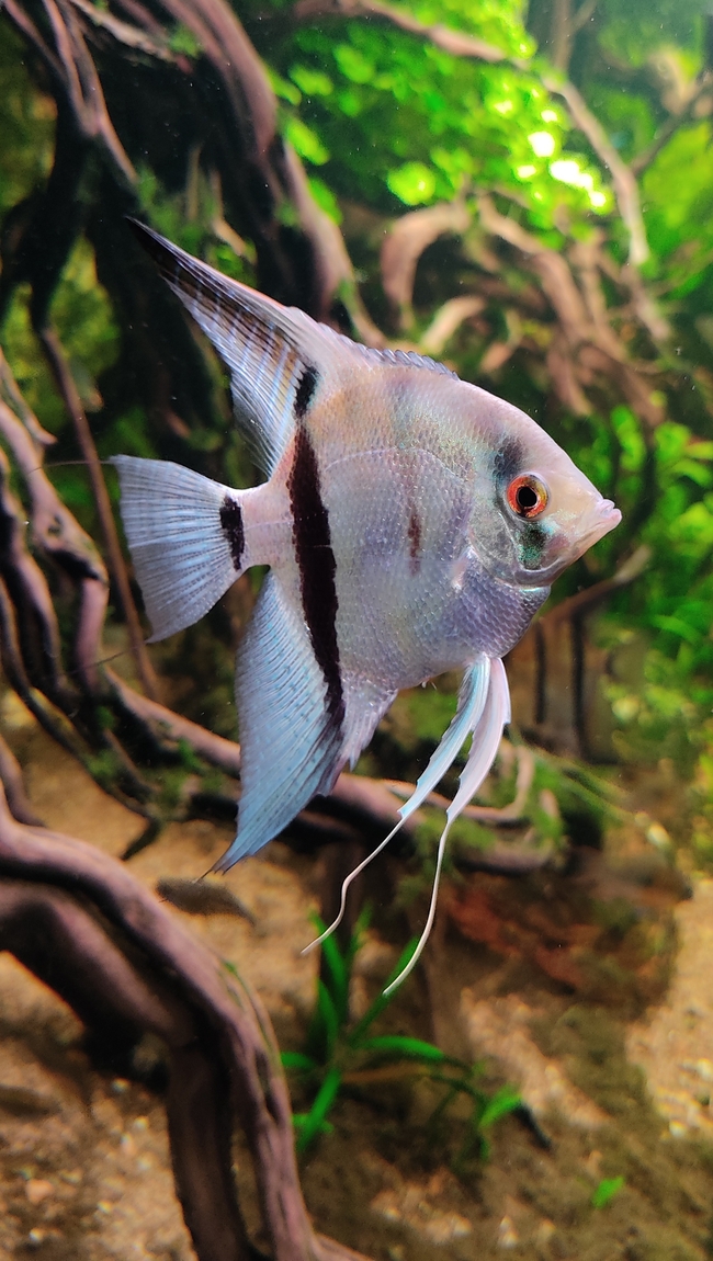 水族馆翼龙鱼图片