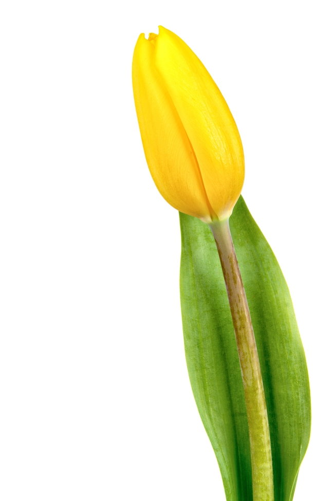 黄色郁金香花苞图片