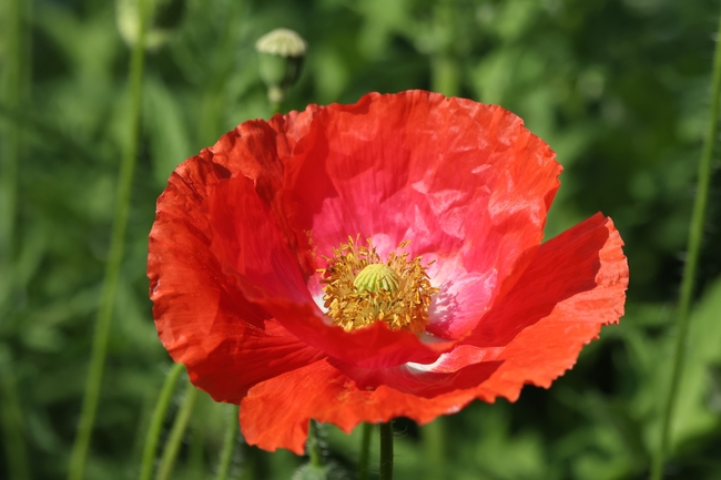红色微距特写罂粟花摄影图片