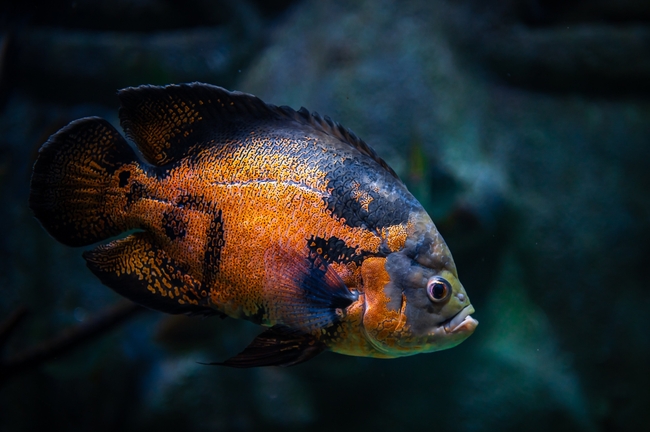 水族馆刺鲽鱼观赏鱼摄影图片