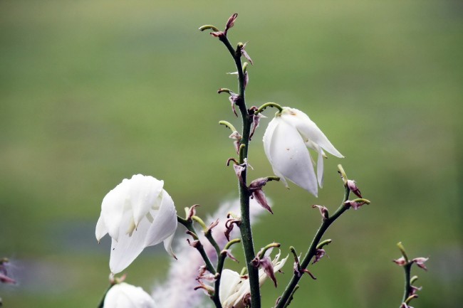 雨后白玉兰图片