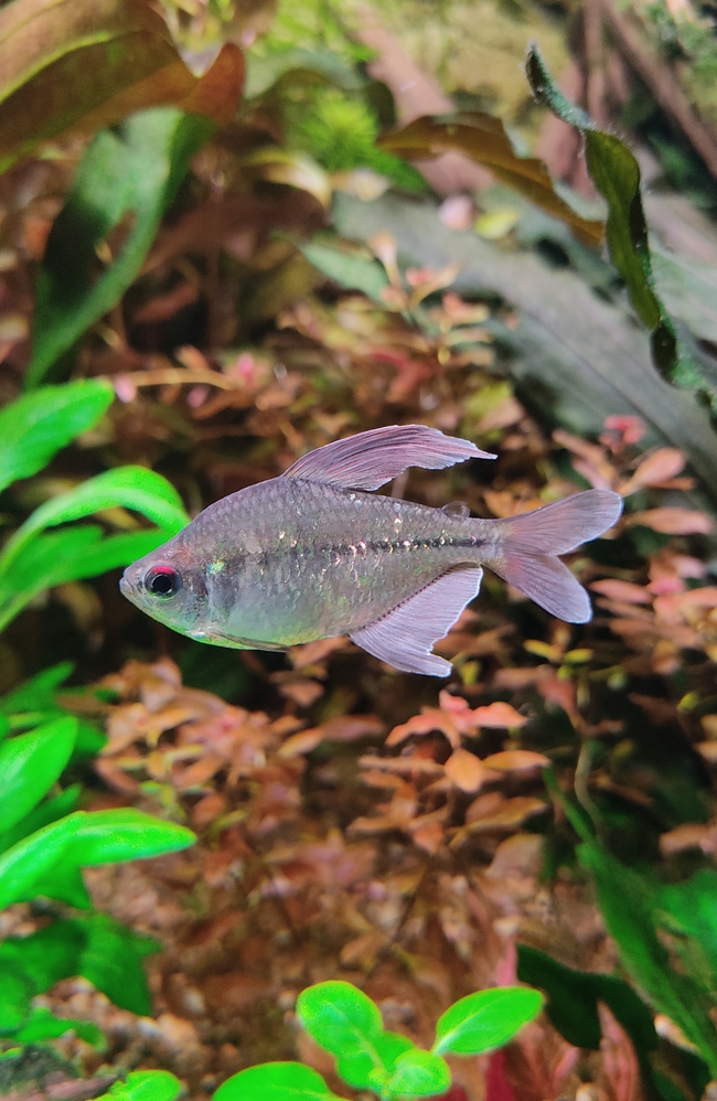 水族馆水下世界淡水观赏鱼图片
