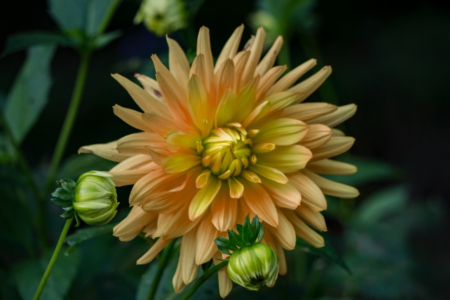 绽放美丽花朵图片