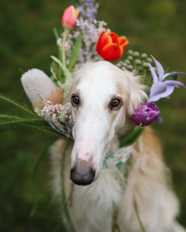 苏俄猎狼犬图片