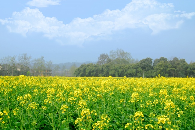 金色油菜花花海图片