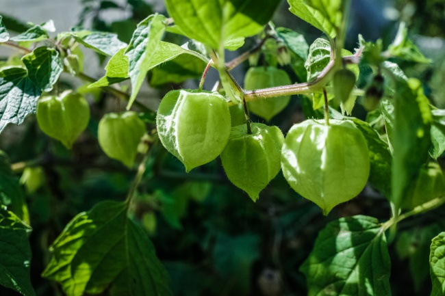 绿色灯笼果图片