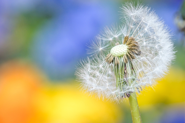 白色蒲公英种子飞絮摄影图片