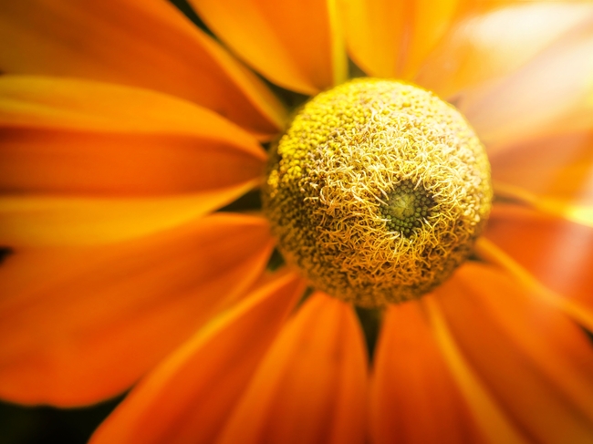 微距橙色翠菊摄影图片