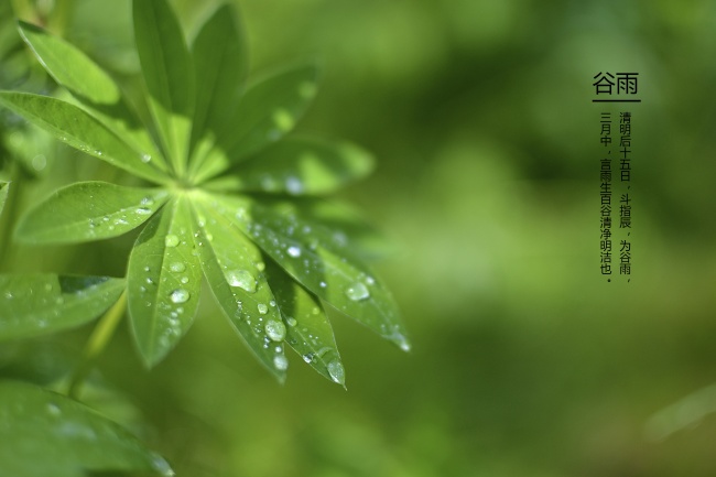 谷雨图片