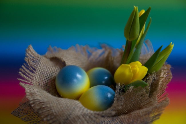 彩蛋郁金香素材图片