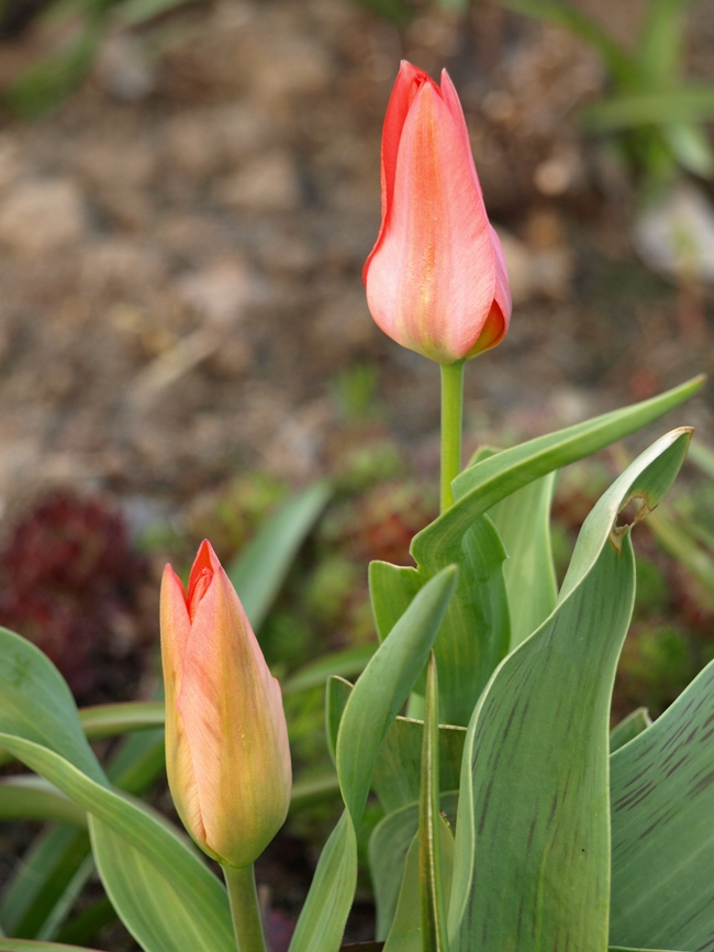 含苞待放郁金香花蕾图片