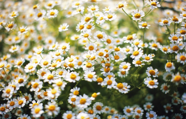 白色雏菊花花海图片