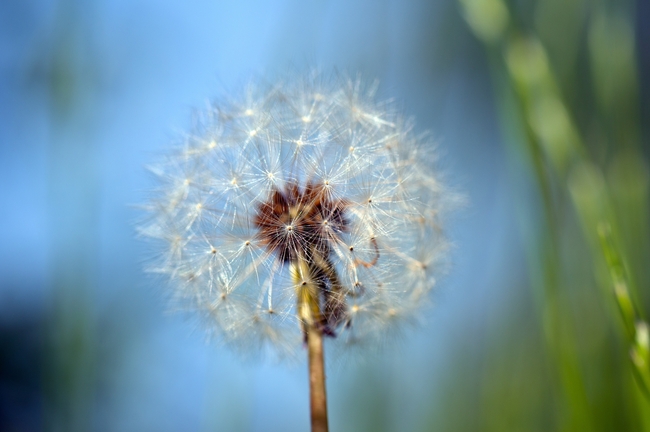 秋天野生蒲公英植物图片