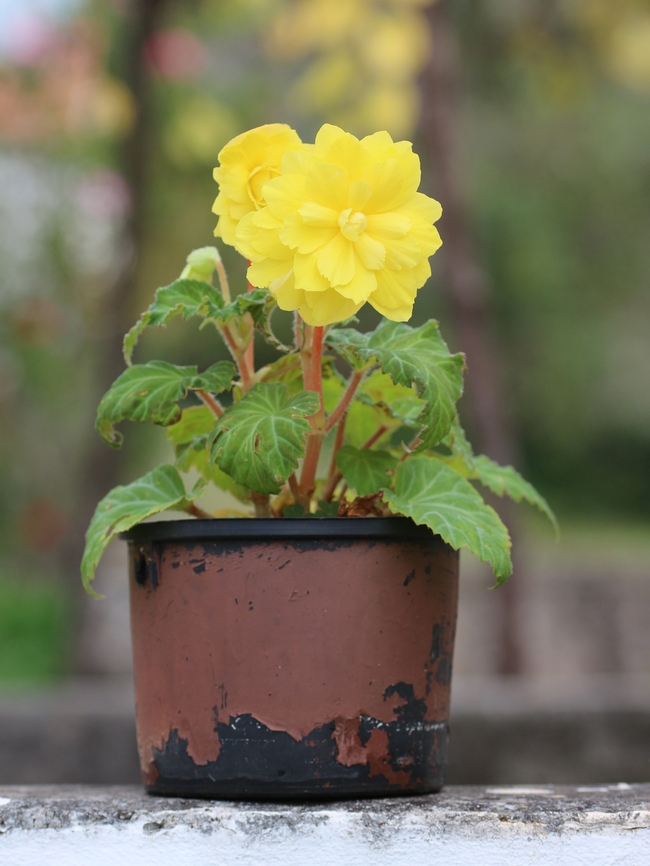 黄色海棠花盆栽花卉图片