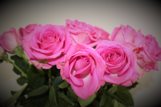 一束玫红色玫瑰花图片