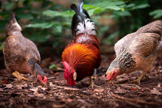 一起家禽正在觅食捉虫子图片