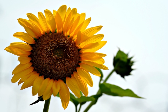 清新淡雅黄色向日葵图片