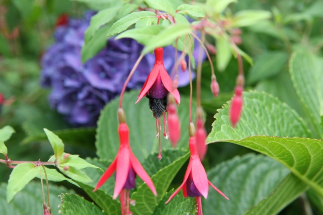 倒挂金钟摄影图片