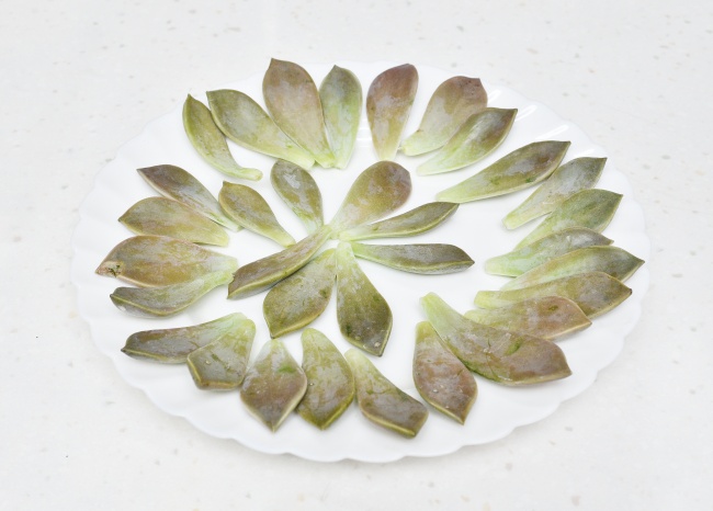 多肉植物花瓣图片