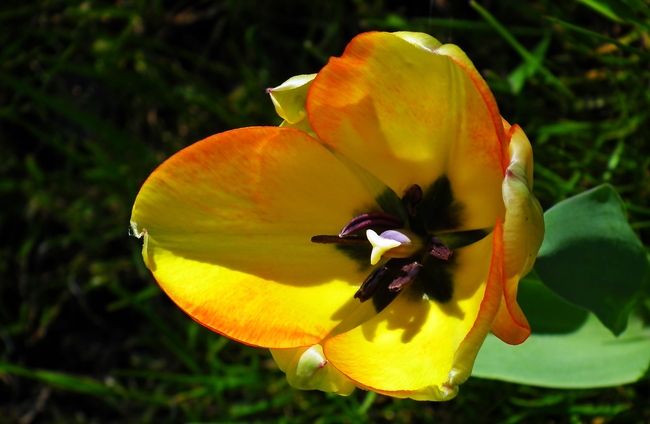 春天郁金香花蕊摄影图片