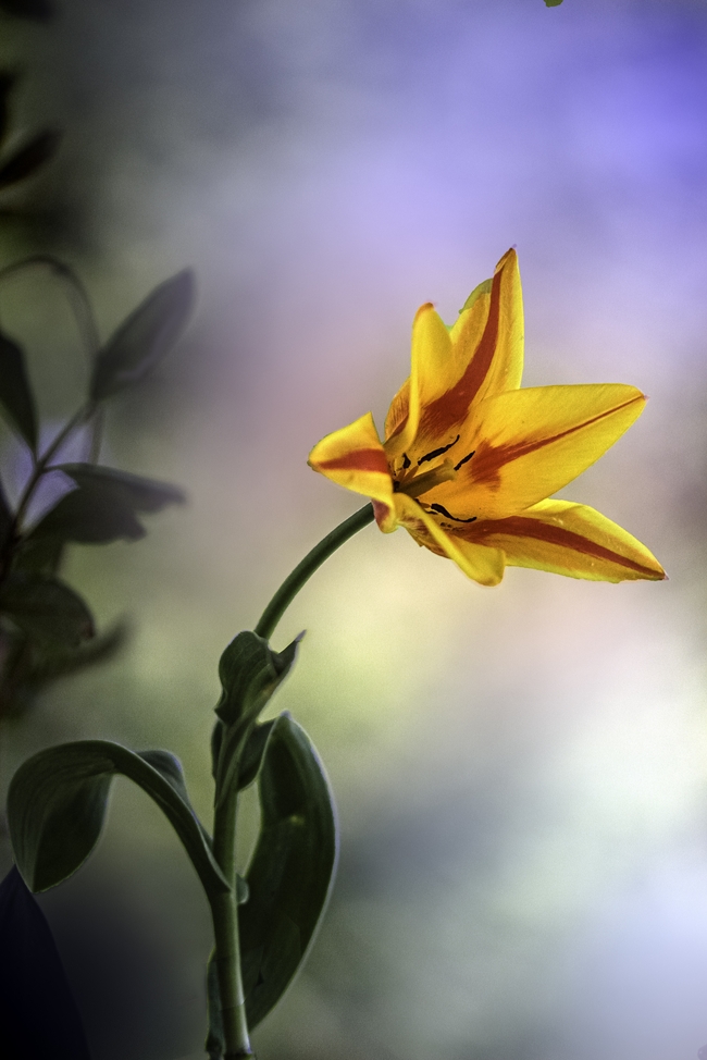 春天黄色百合花开图片