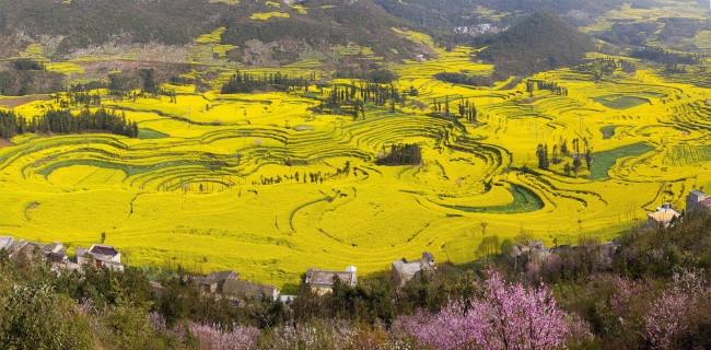罗平油菜花图片