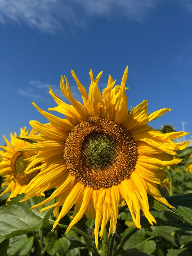 蓝色天空下金灿灿的向日葵图片