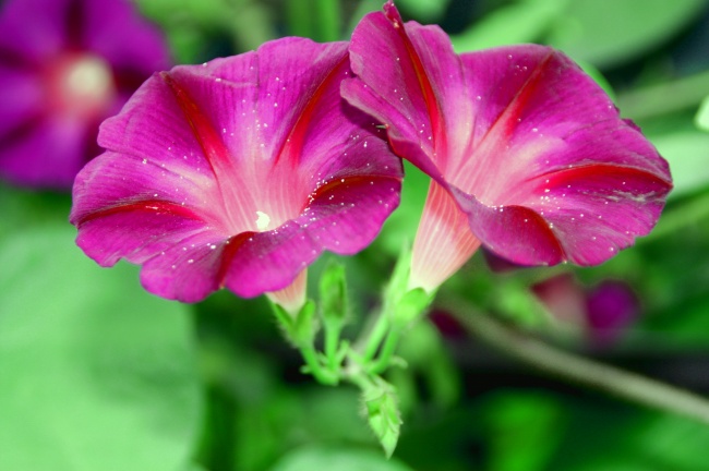 唯美牵牛花图片