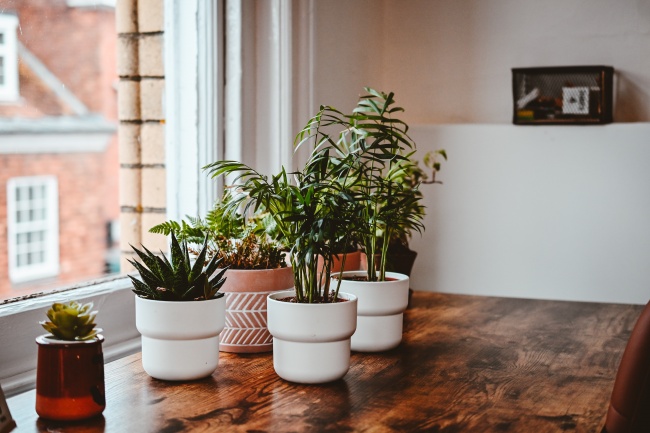 窗户木桌植物小盆栽图片