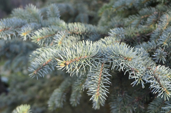云杉树叶特写图片